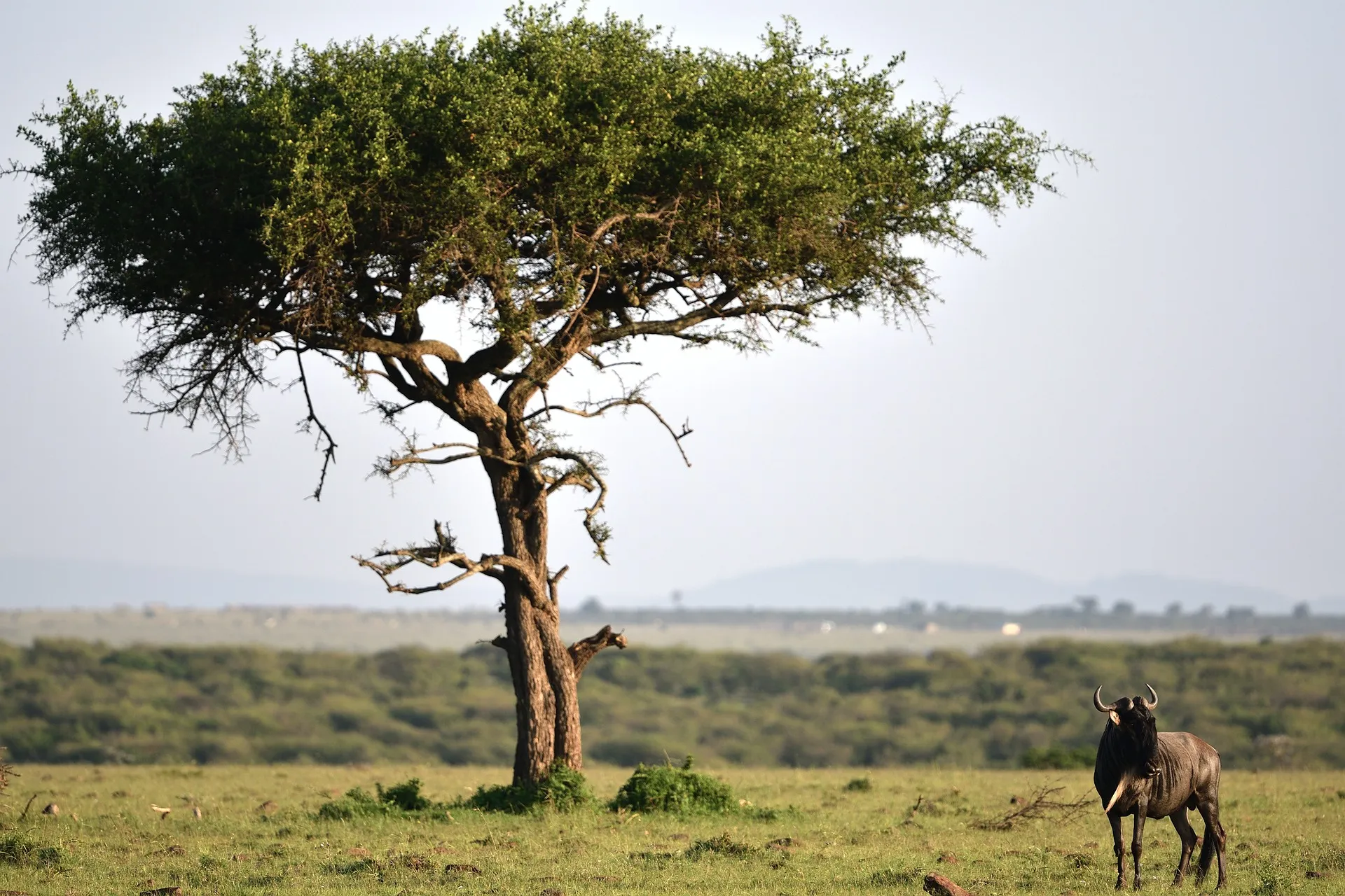 Wildebeest - Masai Mara location