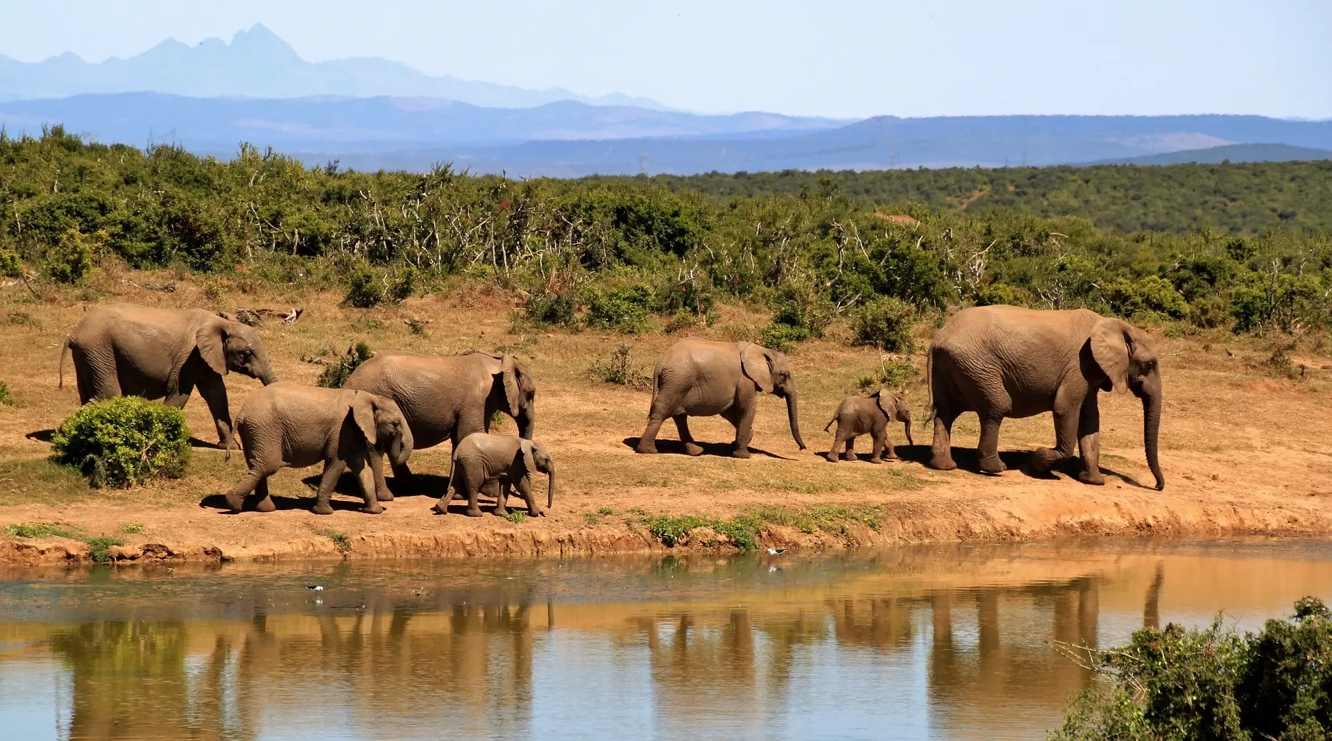 A family of elephants