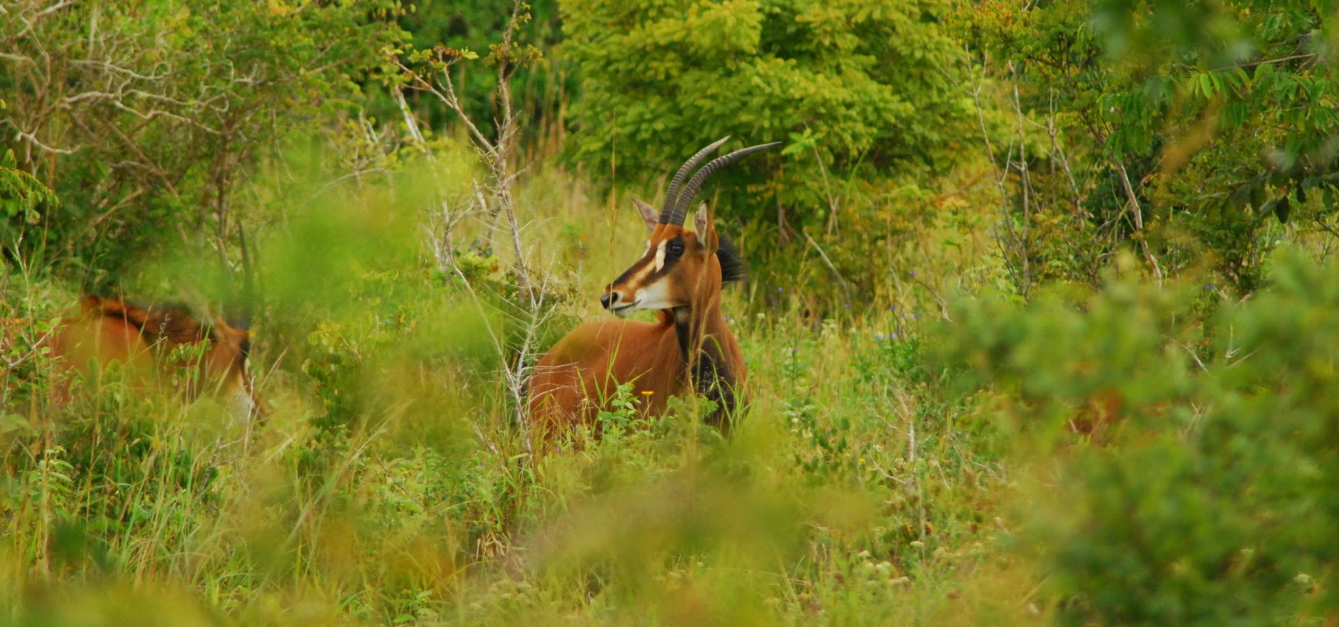 chyulu hills national park kenya - wildlife