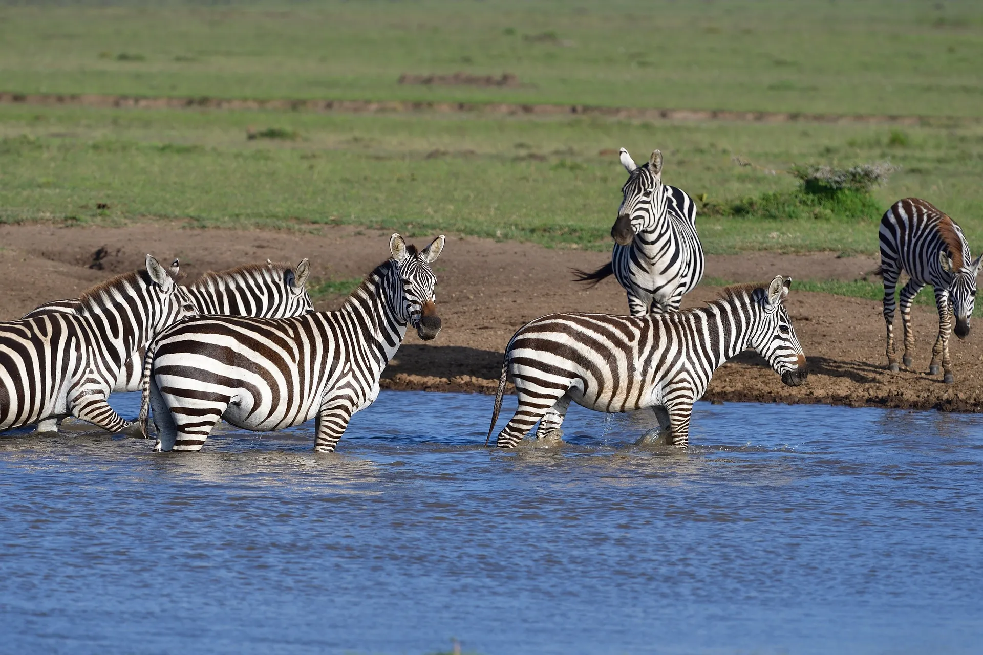 Common zebra taking water