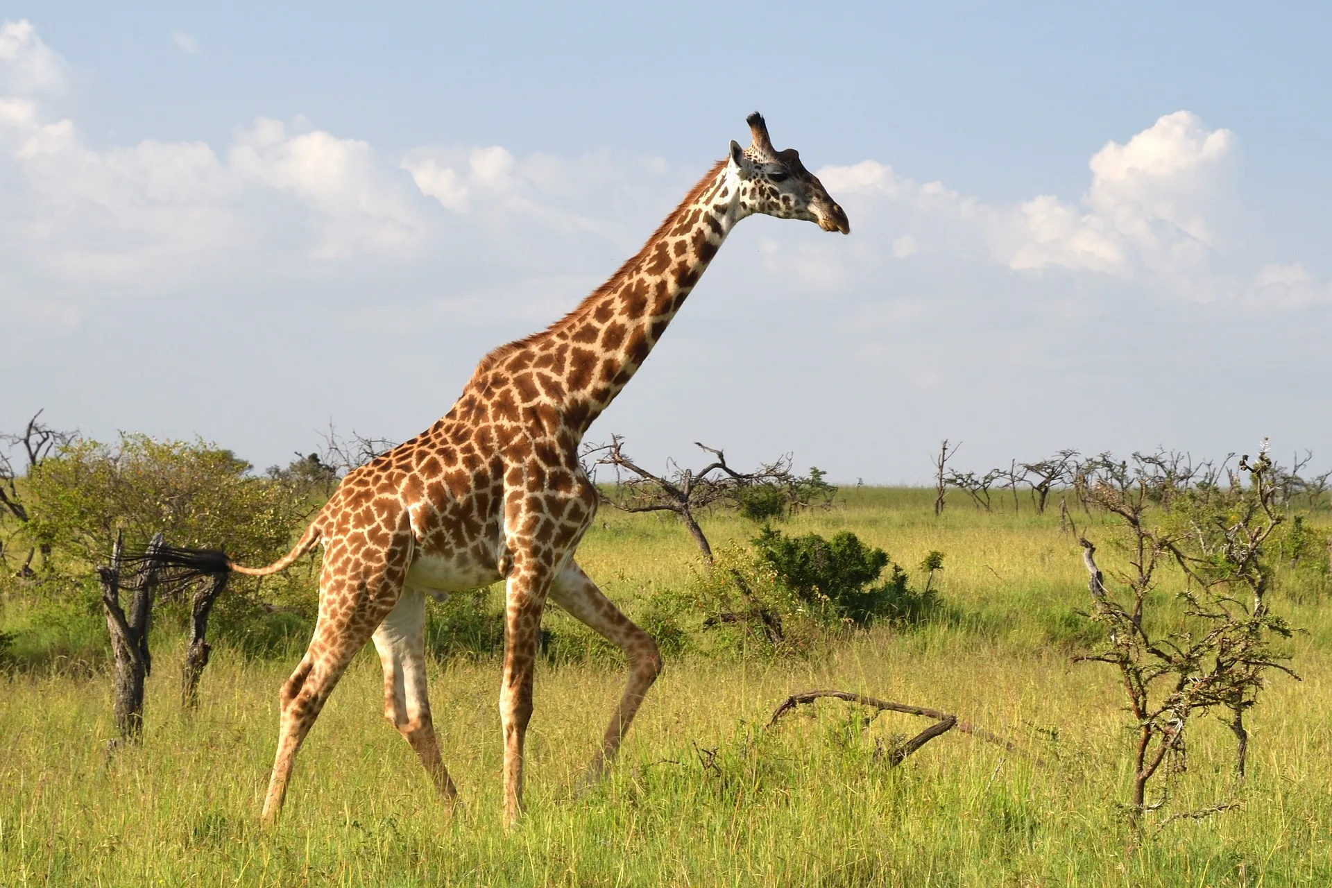 Giraffe at at Masai Mara africa