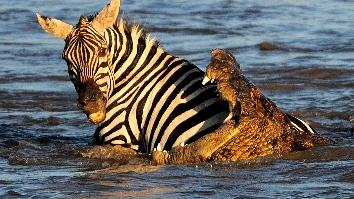 Crocodile attack Zebra at Mara