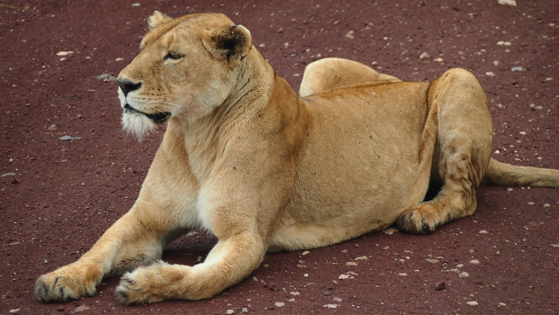 Lion resting at the reserve