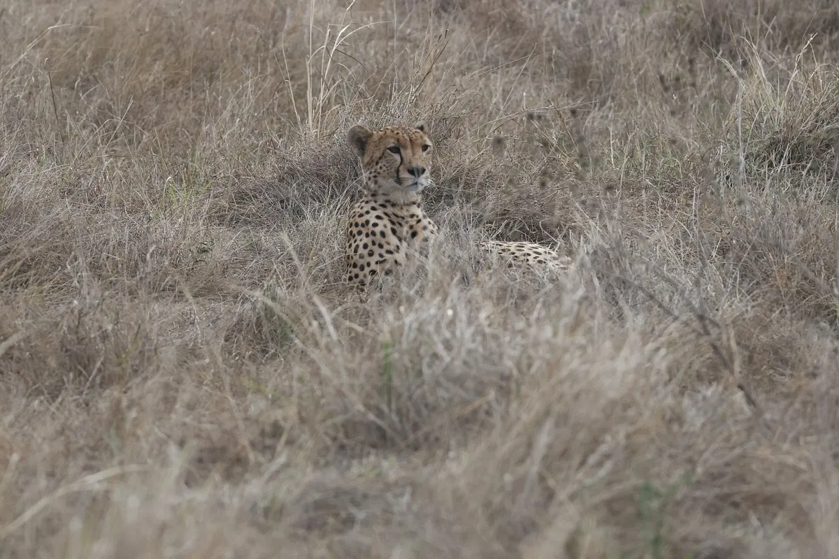 Cheetah in the forest a in the savannah