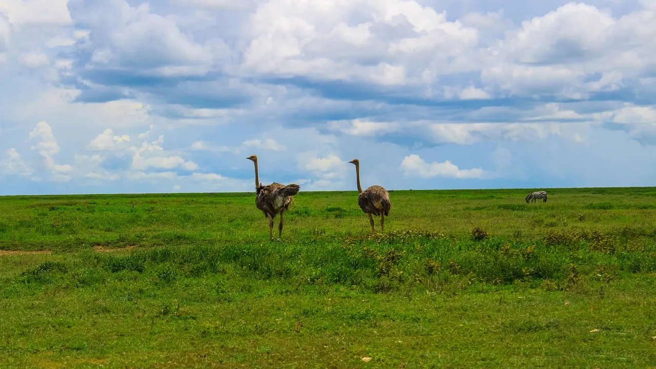 Ostrich in the open plains of serengeti