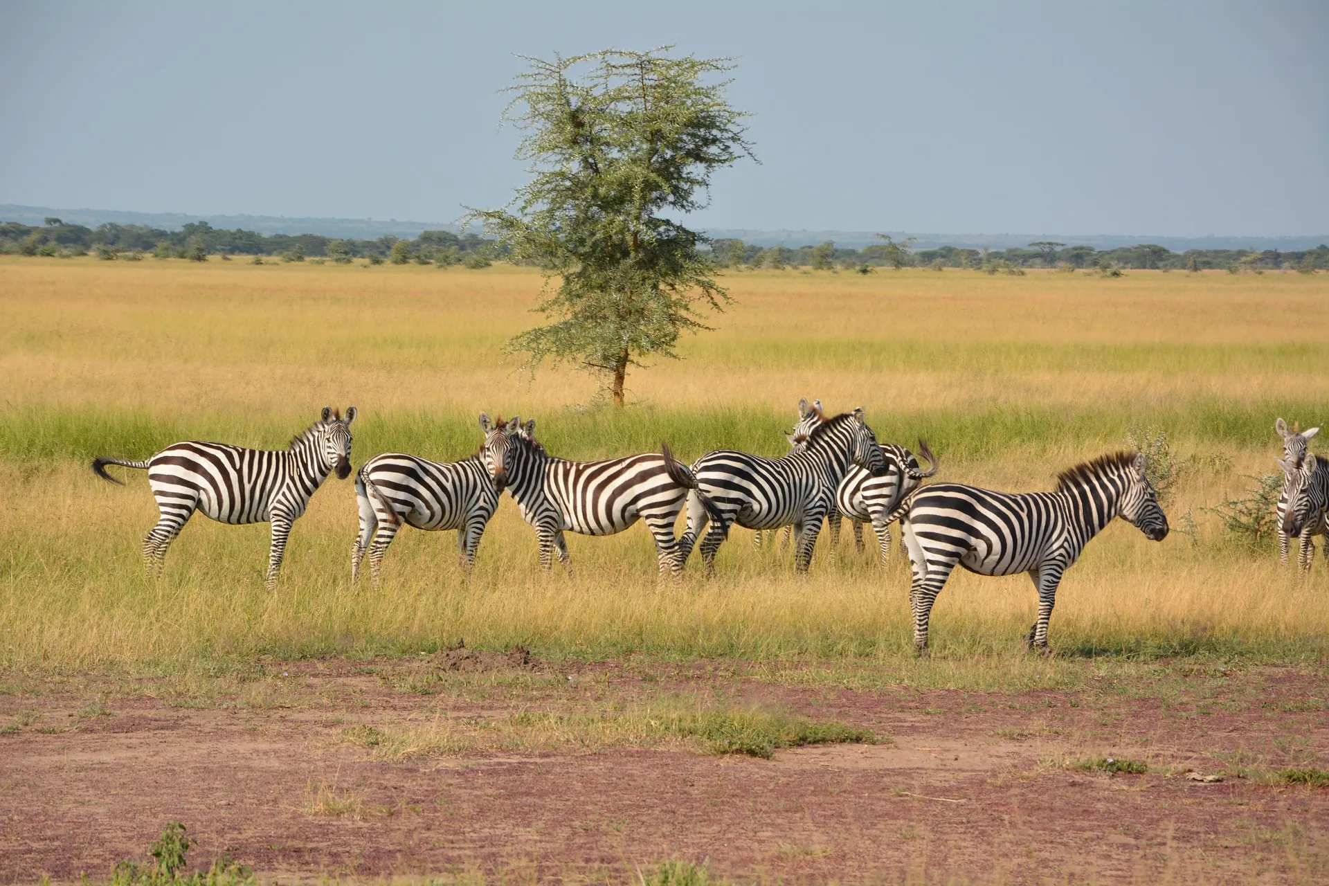 Zebras at Serengeti national park