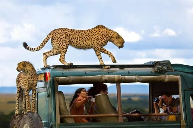 Cheetah on a vehicle