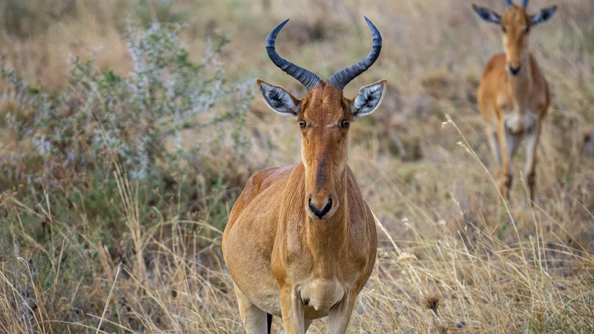 wildlife - impala gazing at camera