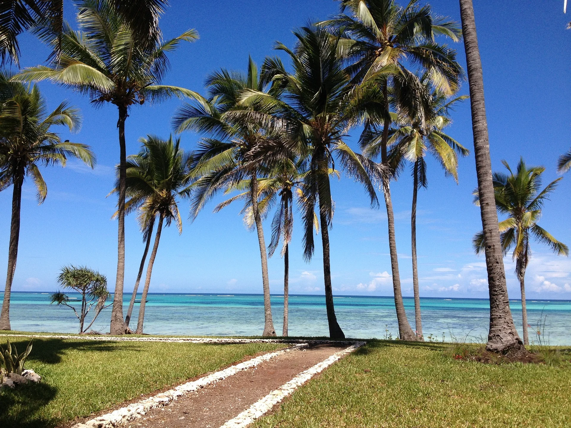 Zanzibar beach - palm trees