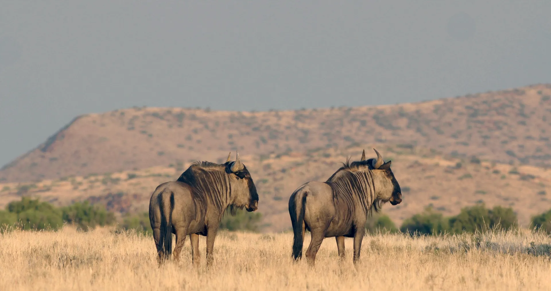 wildebeest migration tanzania