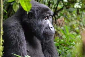 Gorilla trekking uganda