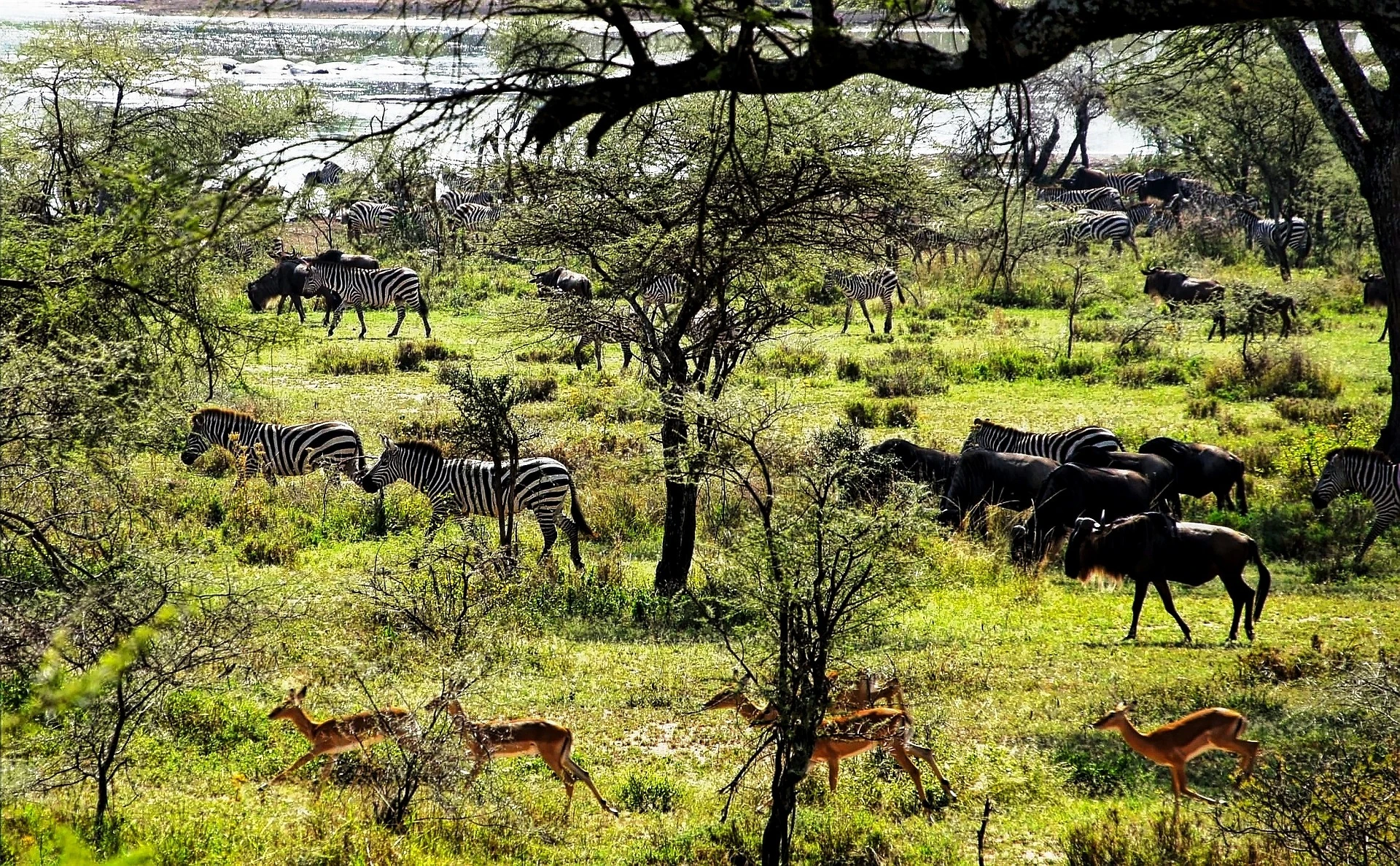 Wildebeest, zebras, and antelopes in Tanzania