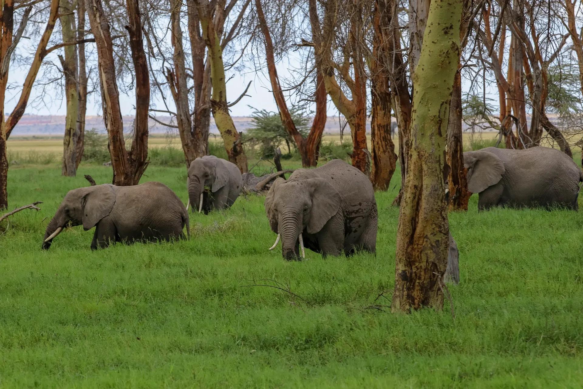 Elephants at Amboseli national park