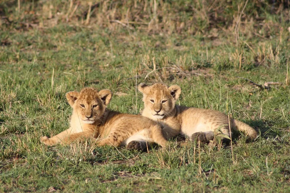 baby lion - cubs