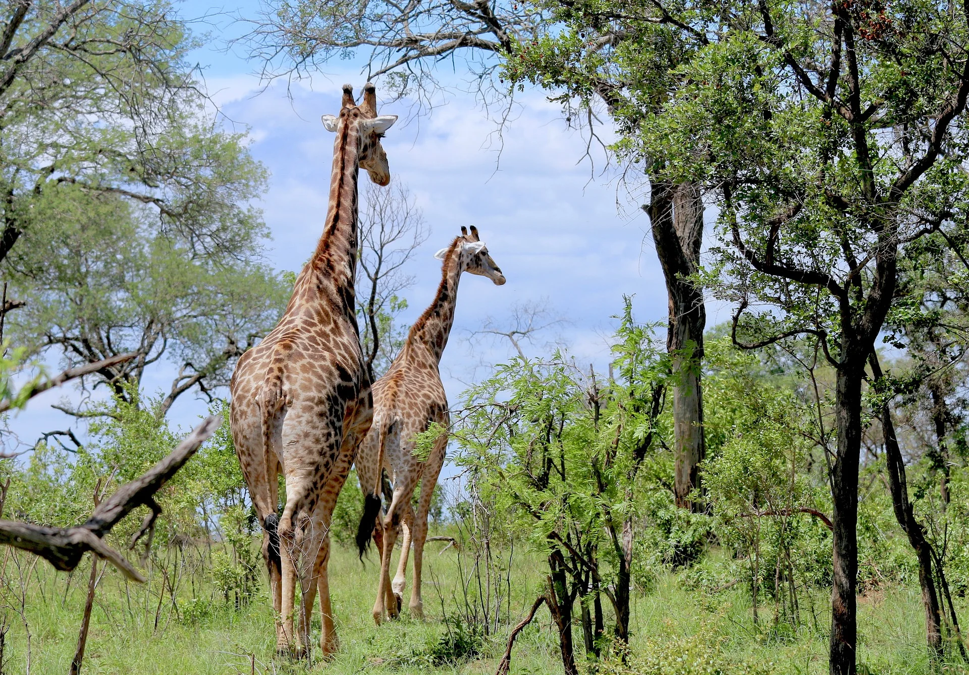 Tallest animals in the world - giraffe