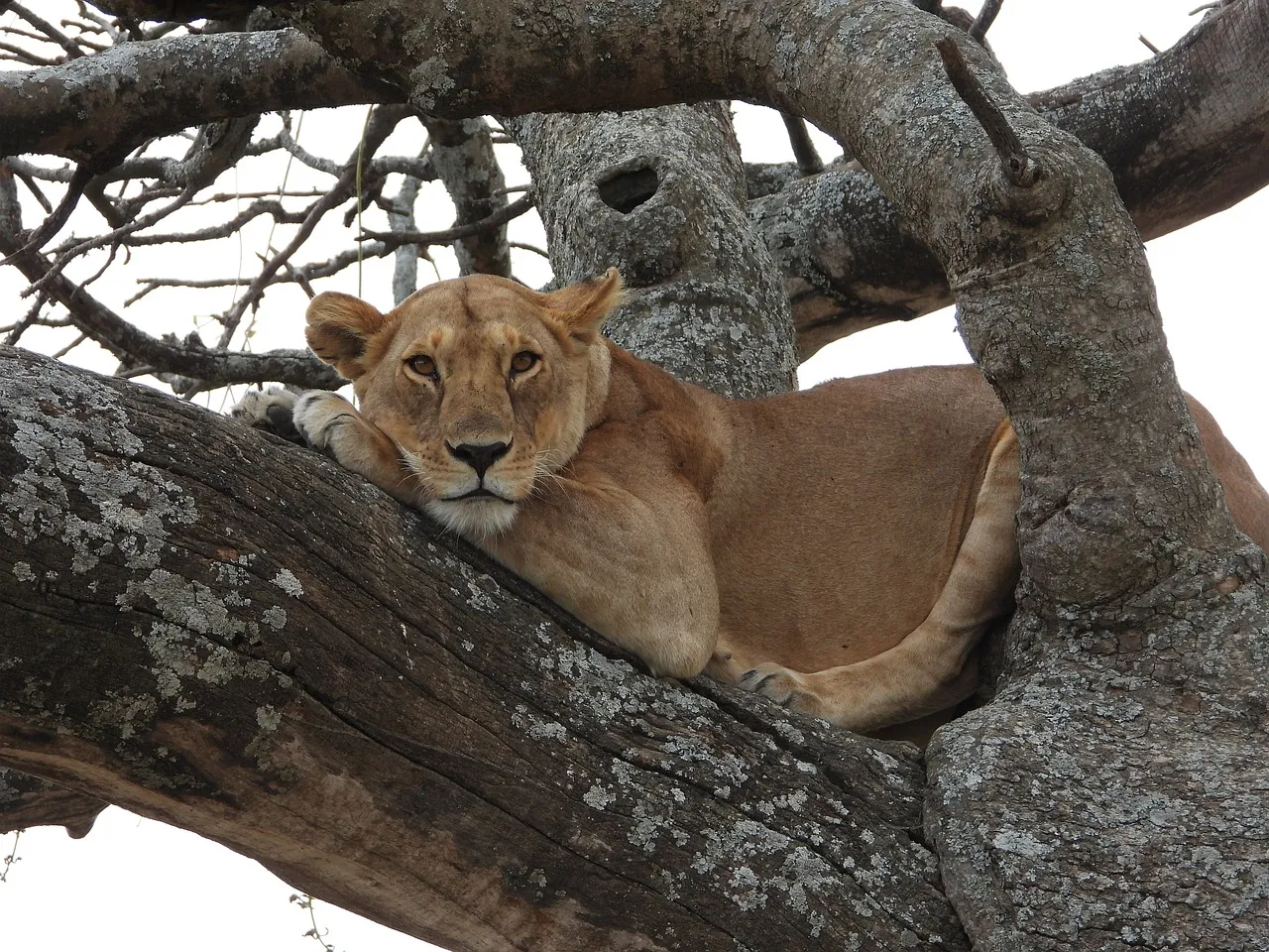 Tree climbing lion in tanzania safari beach