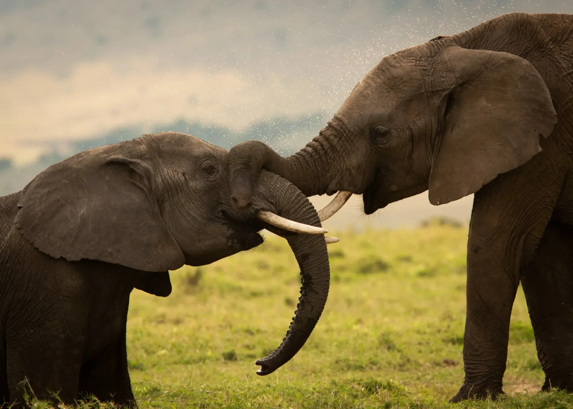 Elephants playing at Masai Mara