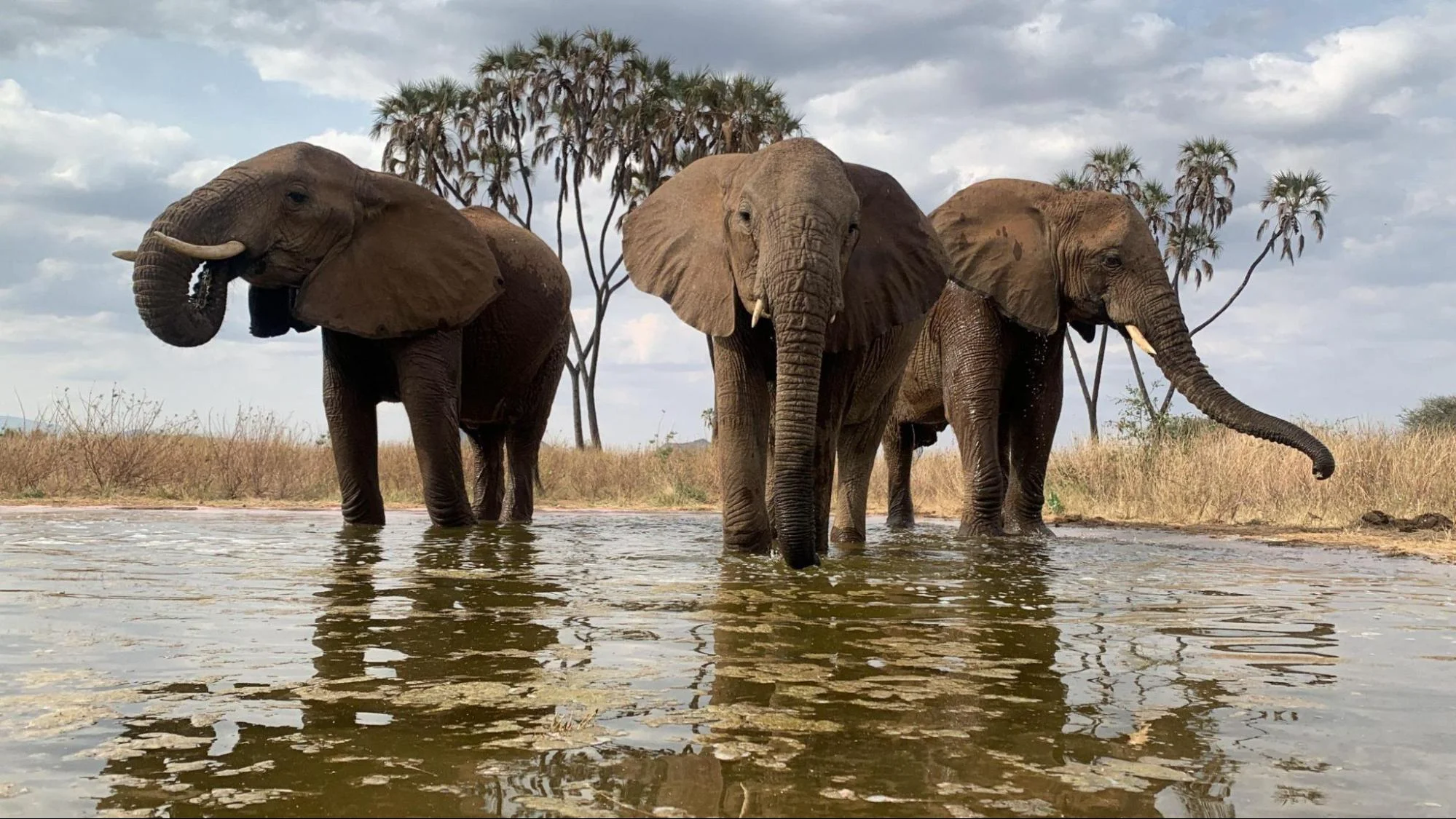 Elephants drinking water