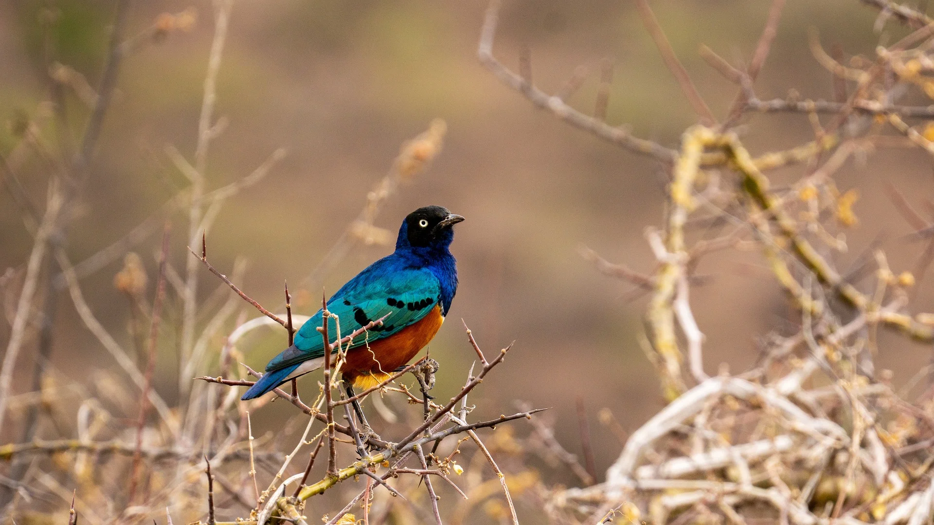 A bird at the jungle - bird watching