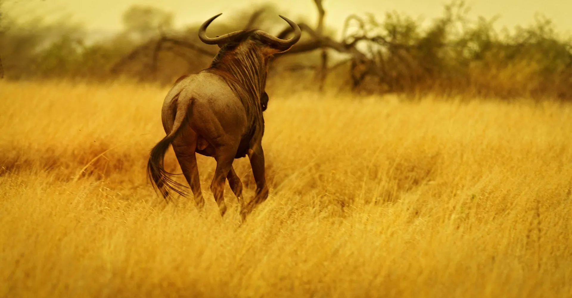 Wildebeest running around