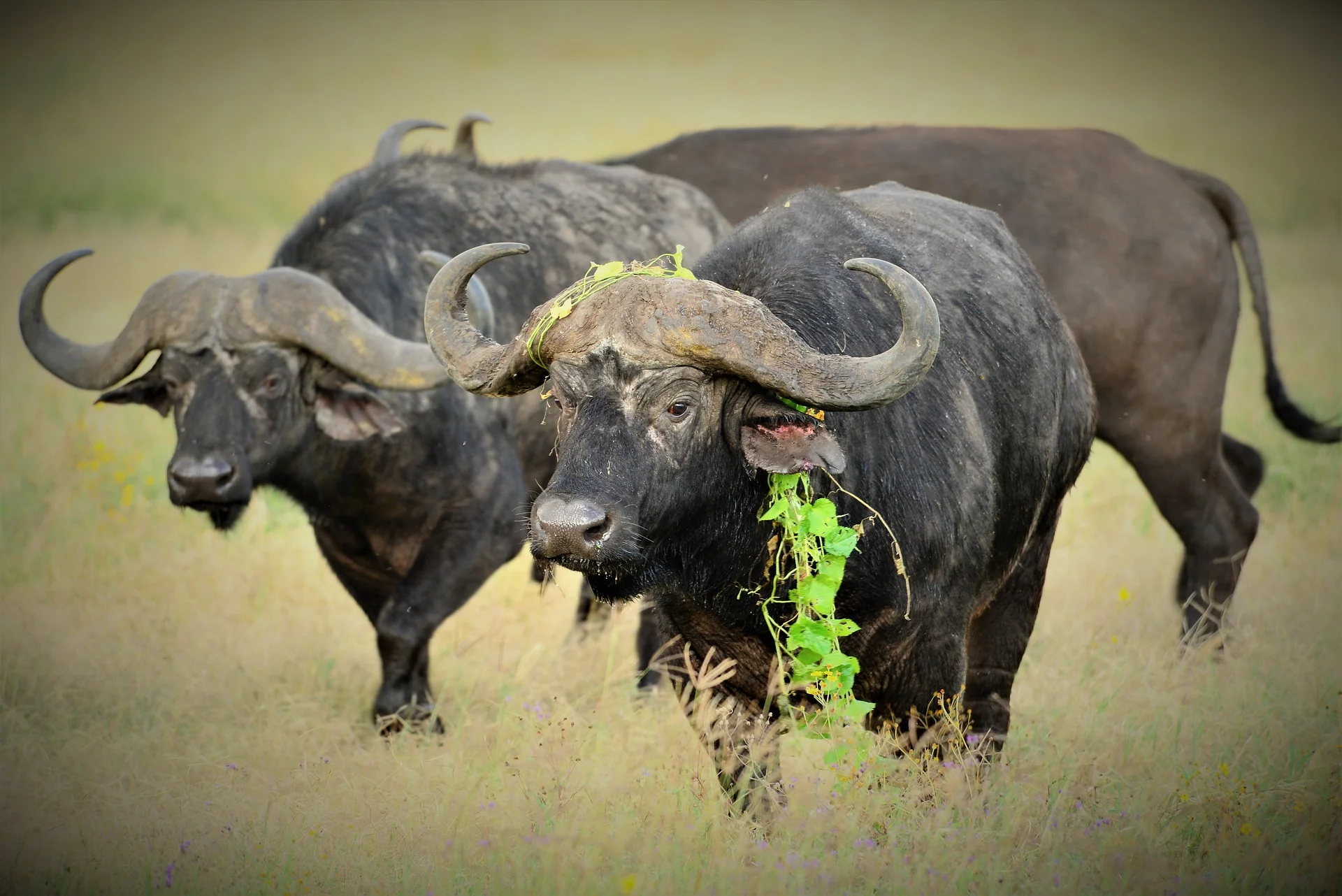 big buffaloes at Tanzania