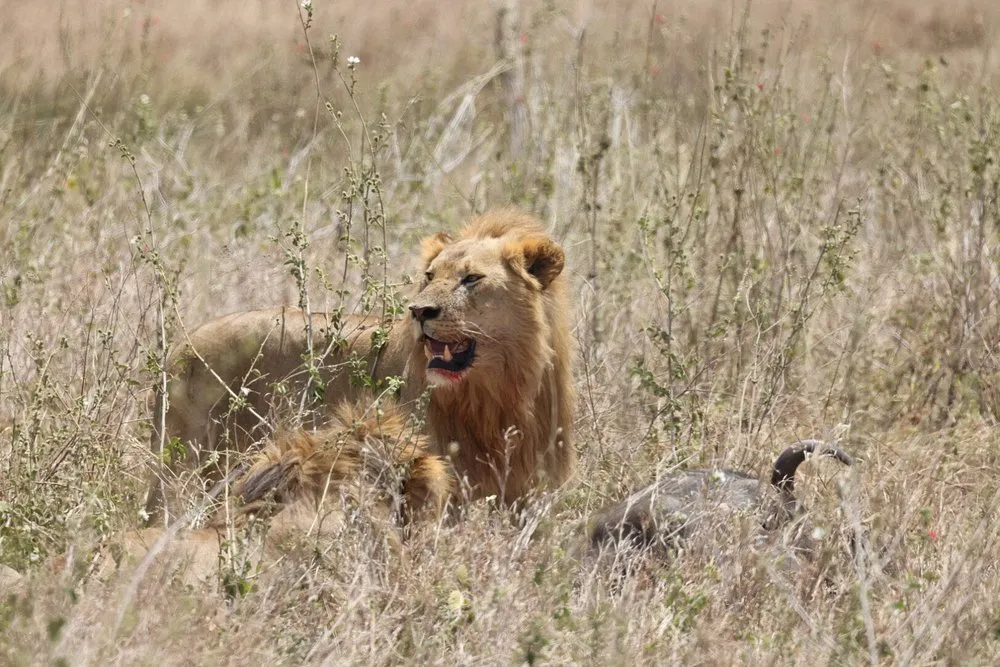 Lion feasting on a wildebeest