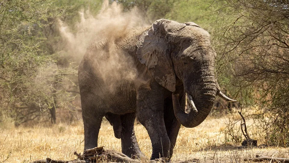 Elephant in tanzania national park