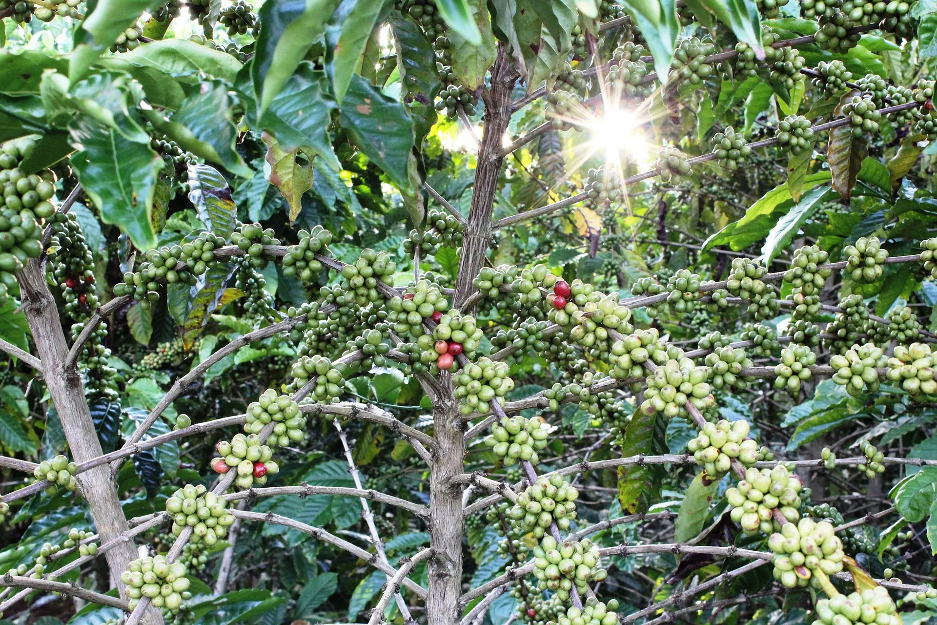 species plantation in Zanzibar