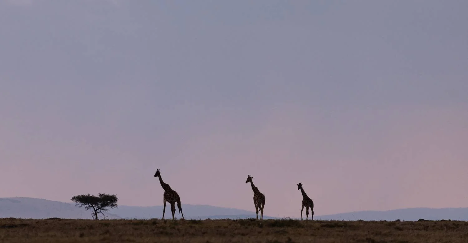 Great horizon with giraffes