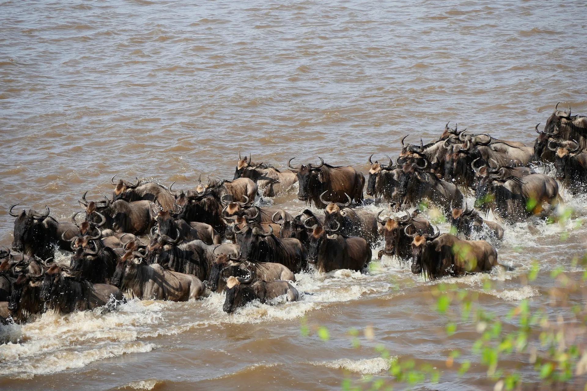 wildebeest migration tanzania