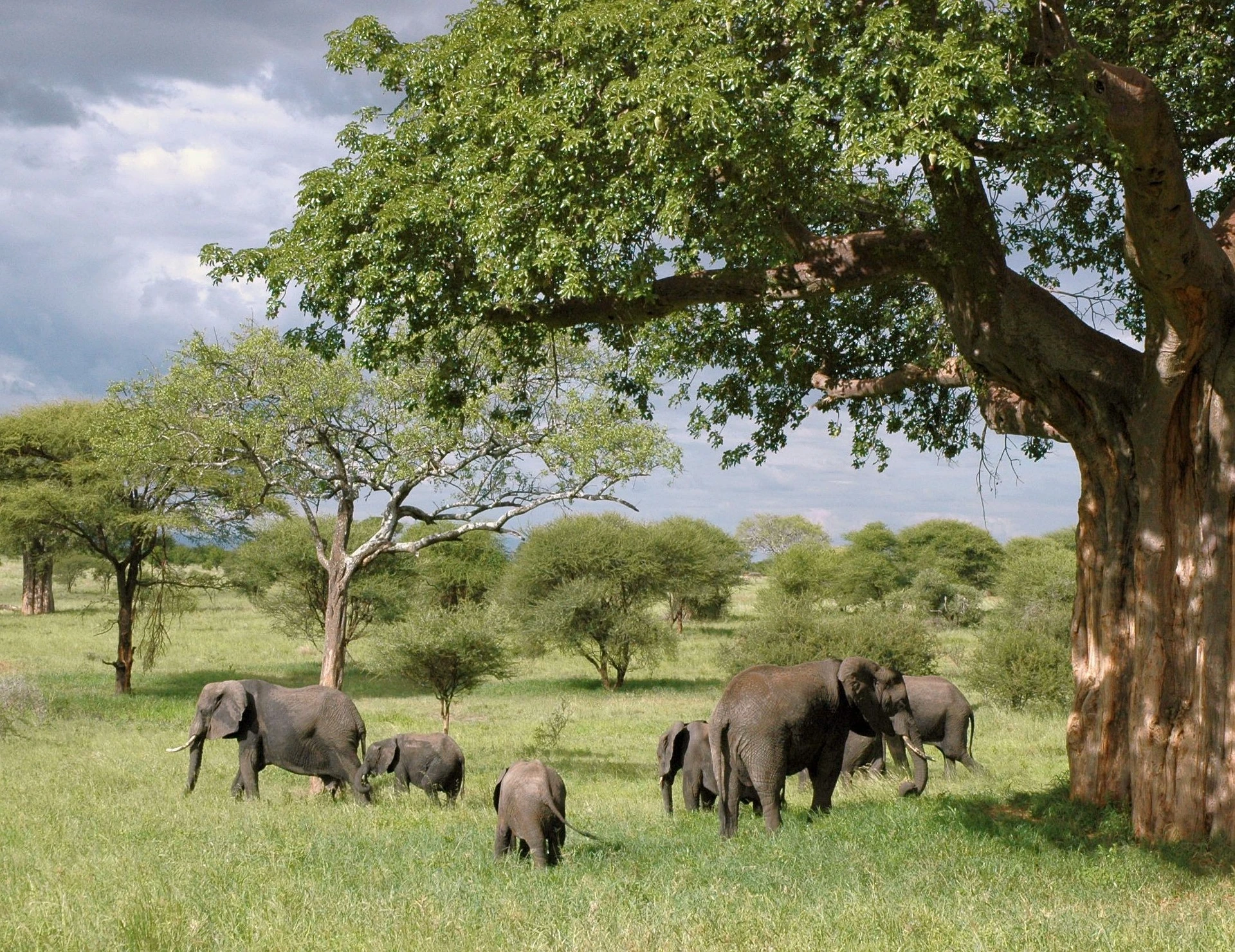 Tanzania holidays elephants at jungle