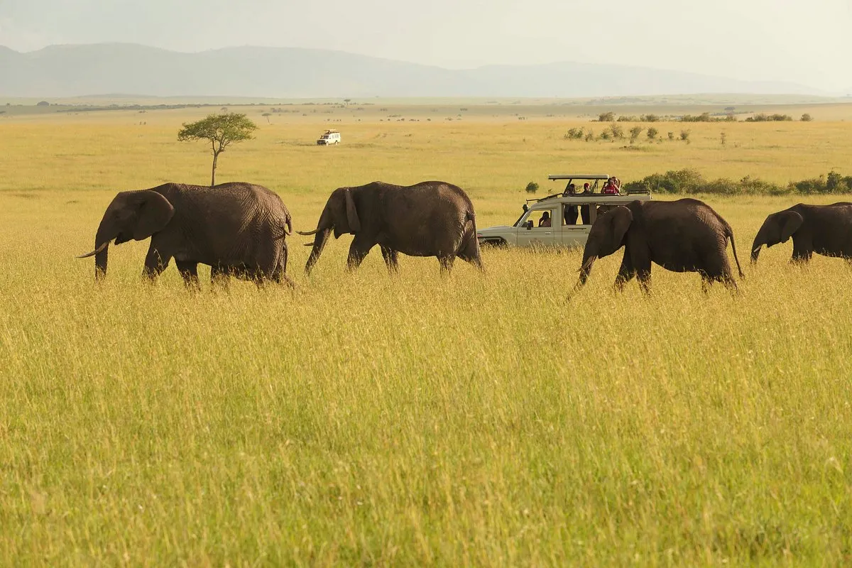 A herd of elephant moving in Serengeti