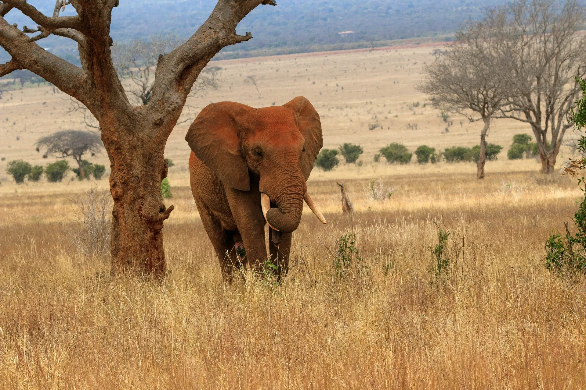 Africa safaris in Kenya - elephant