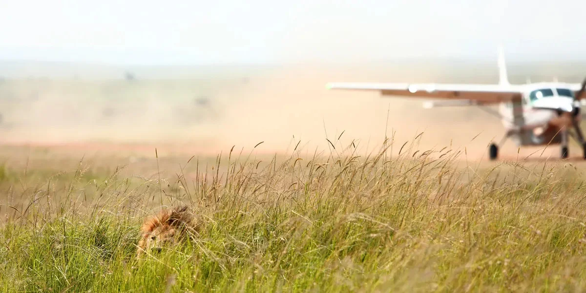 A lion laying low at the grass