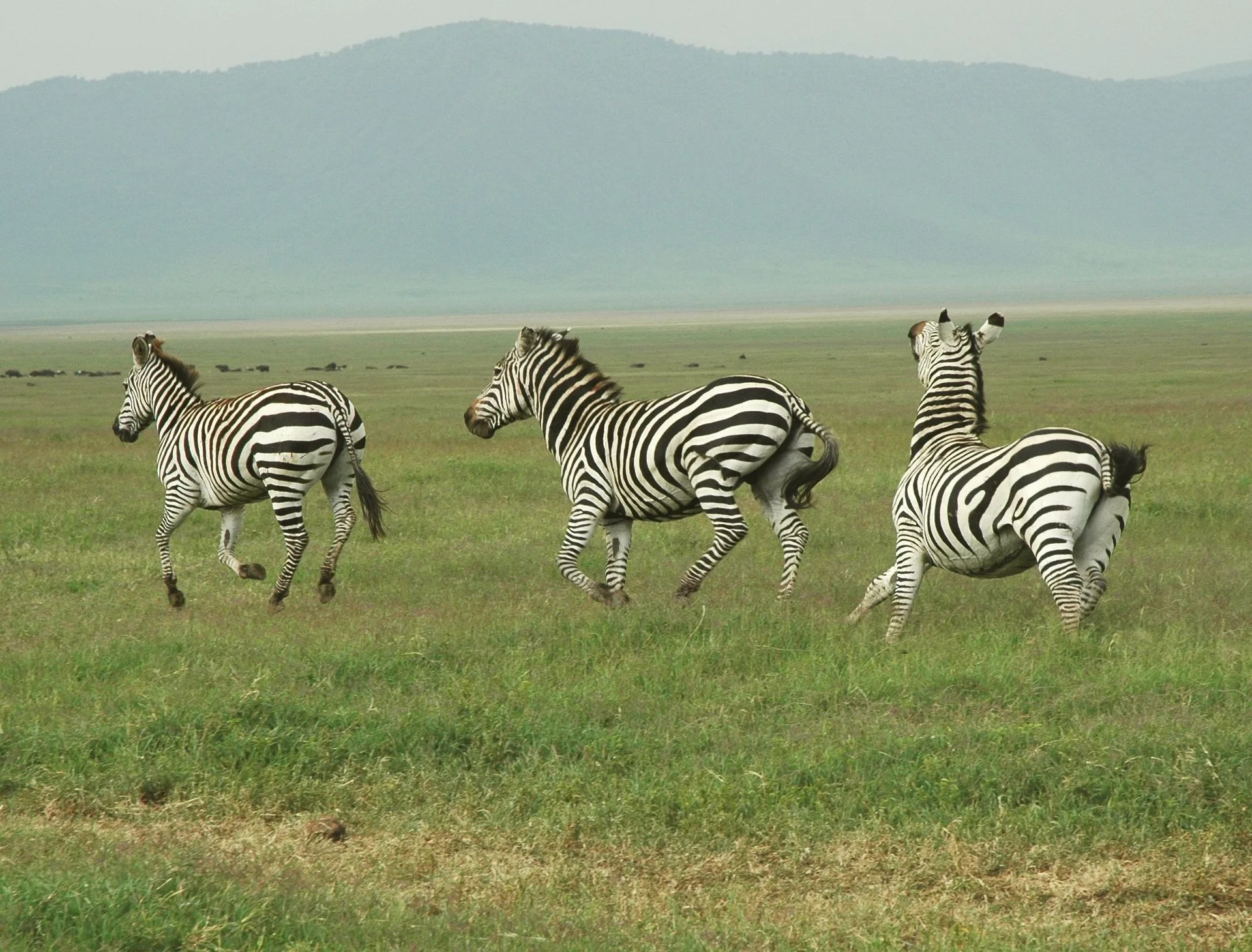 zebra at the reserve - mount kilimanjaro