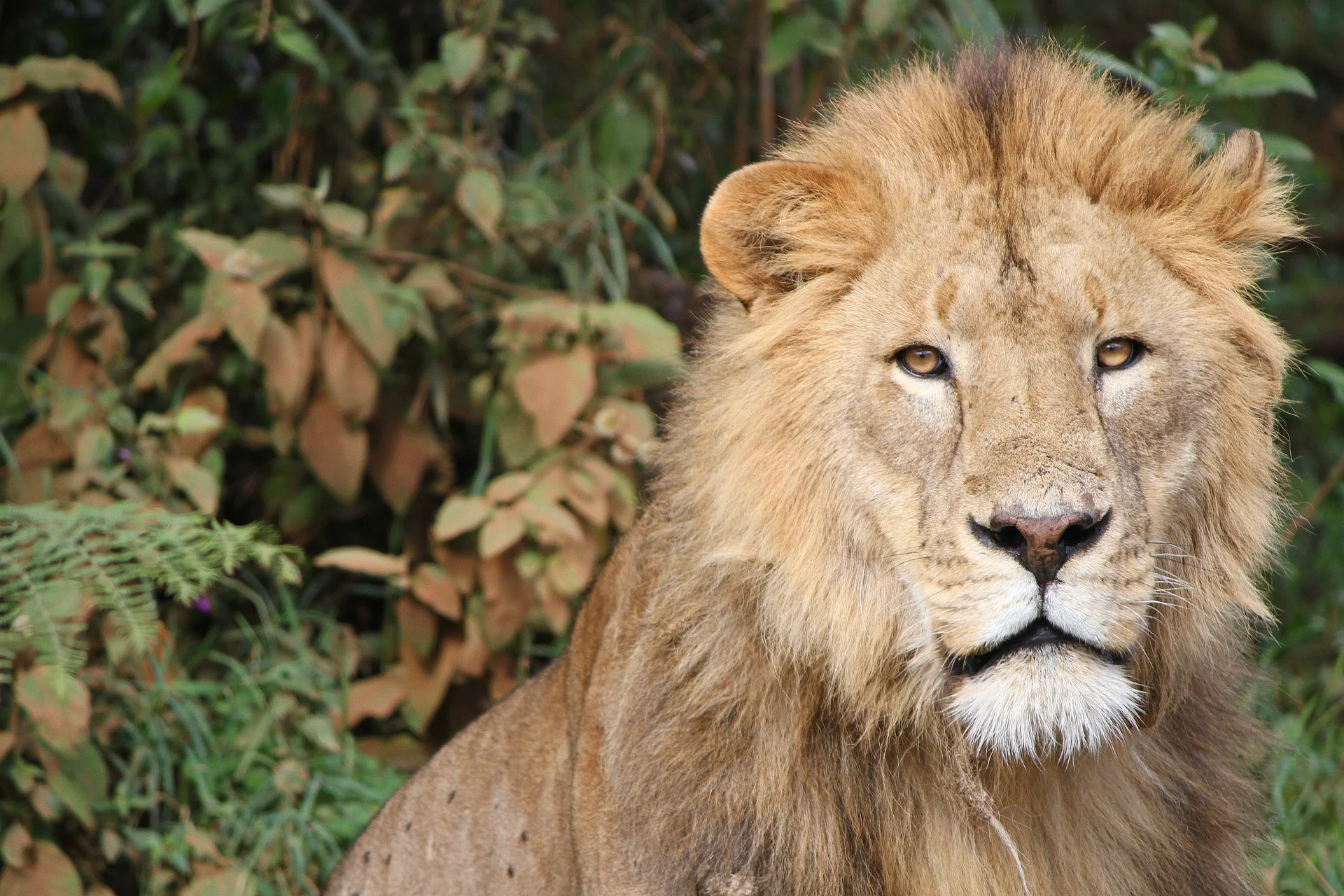 A lion at the park in Tanzania