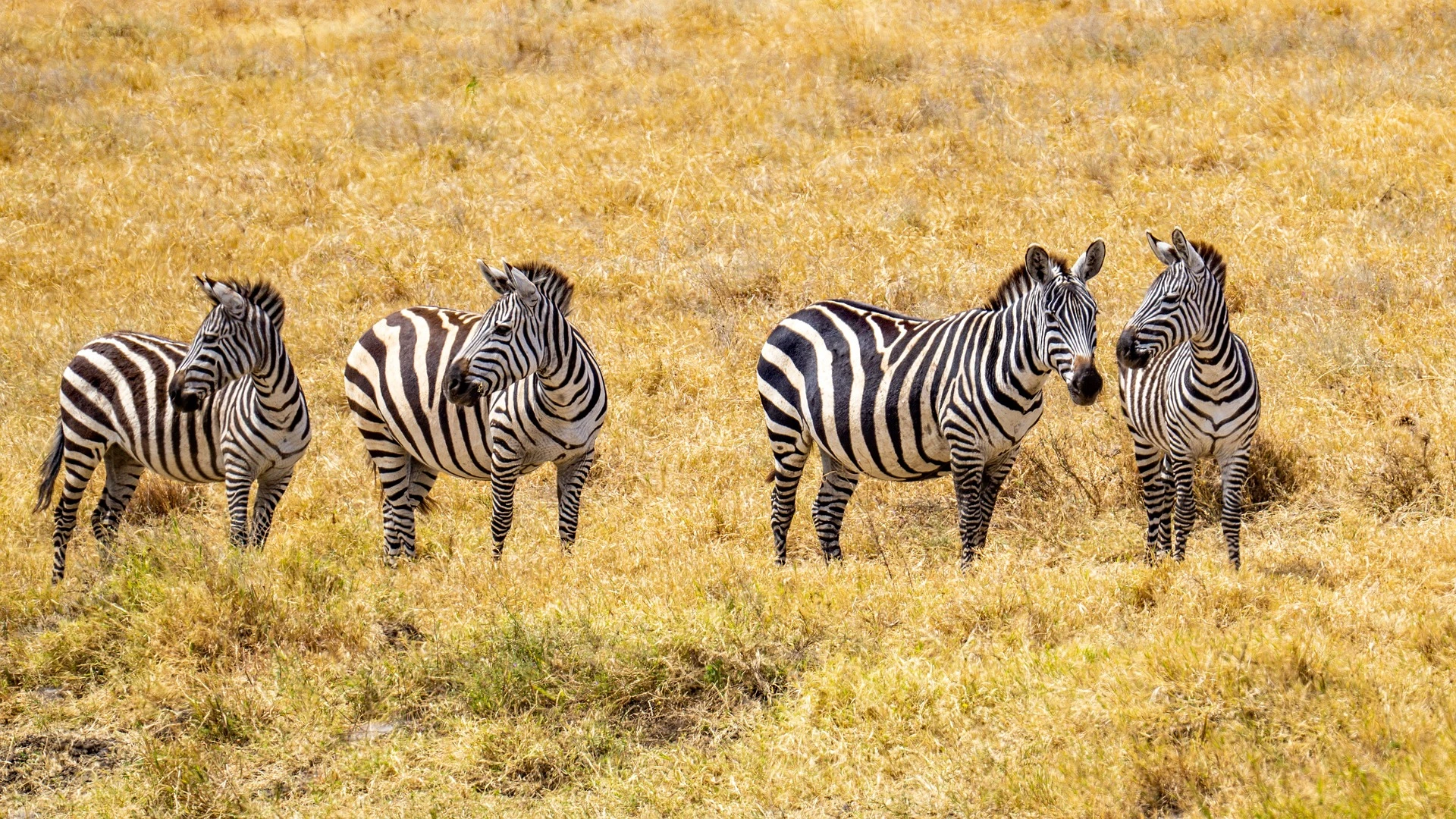 Zebras in serengeti national park