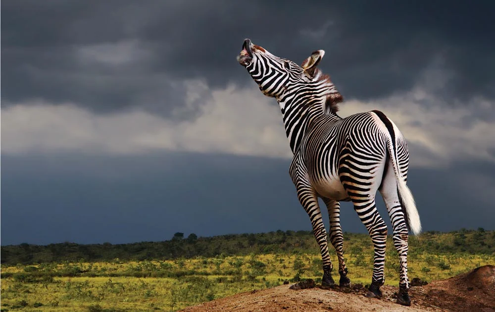 Zebras - Tanzania safari