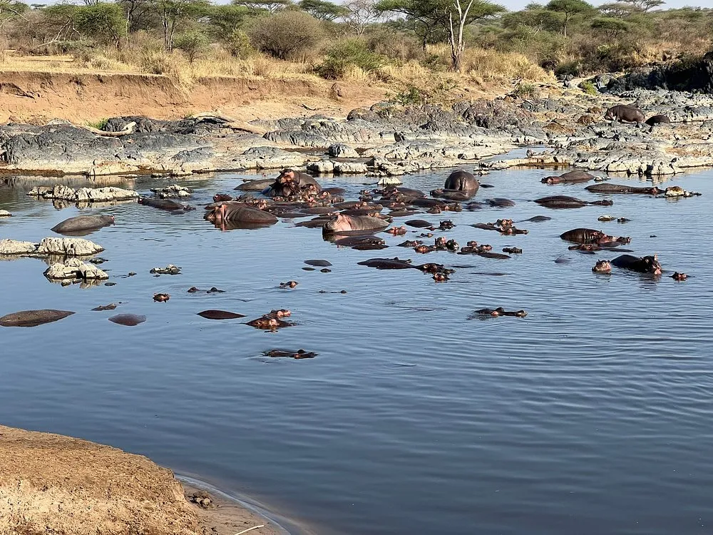 hippos swimming in Serengeti