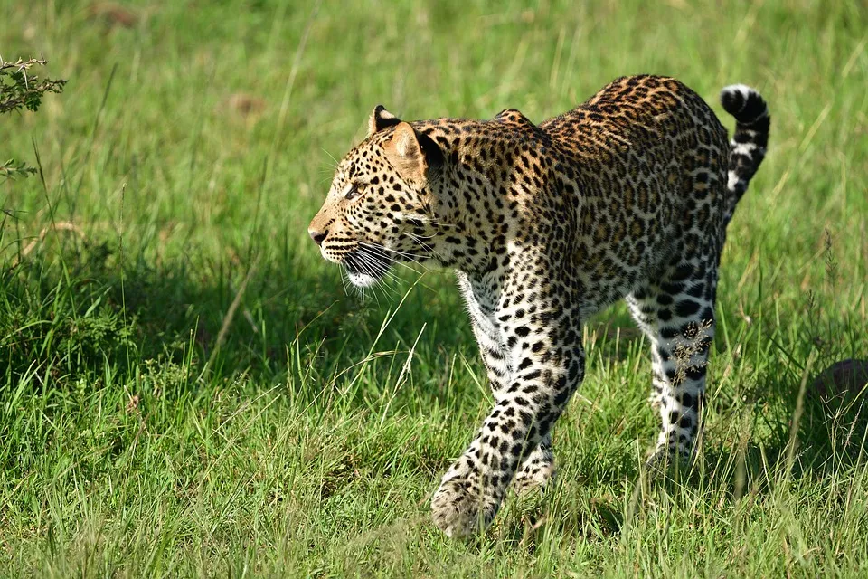 Kenya best safari - leopard