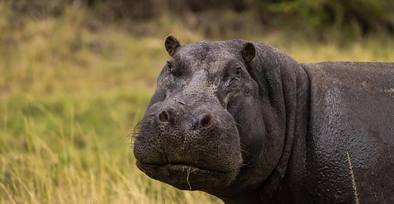 Hippos grazing at Masai Mara