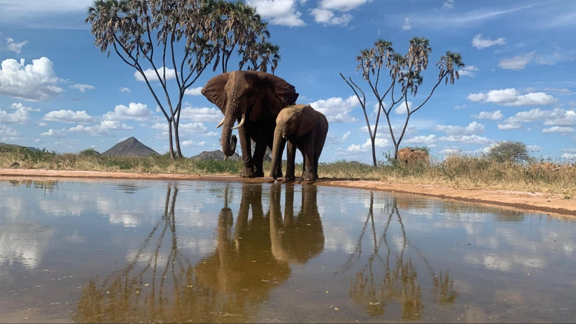 Elephants taking water at a dam