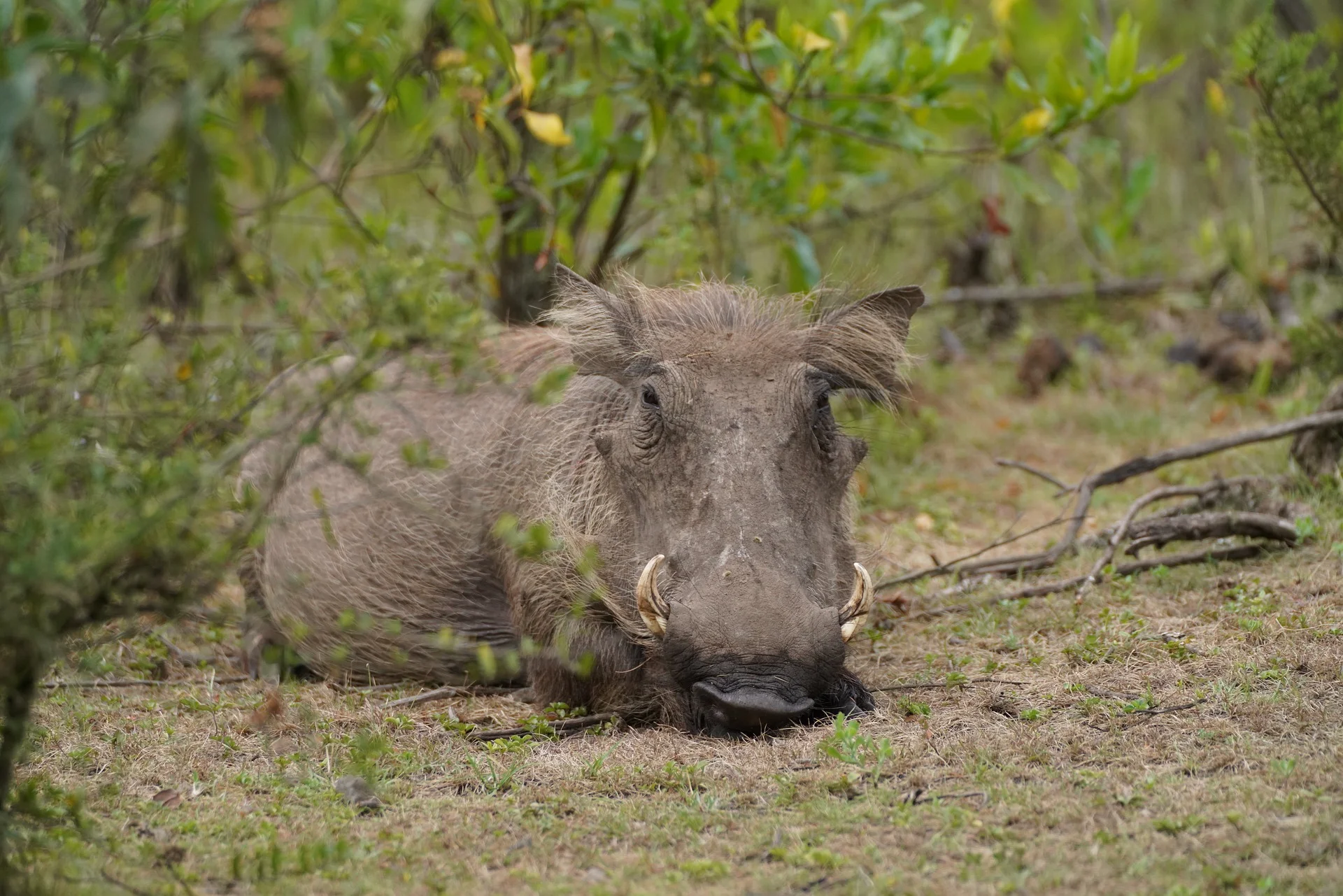 Warthog resting at the park