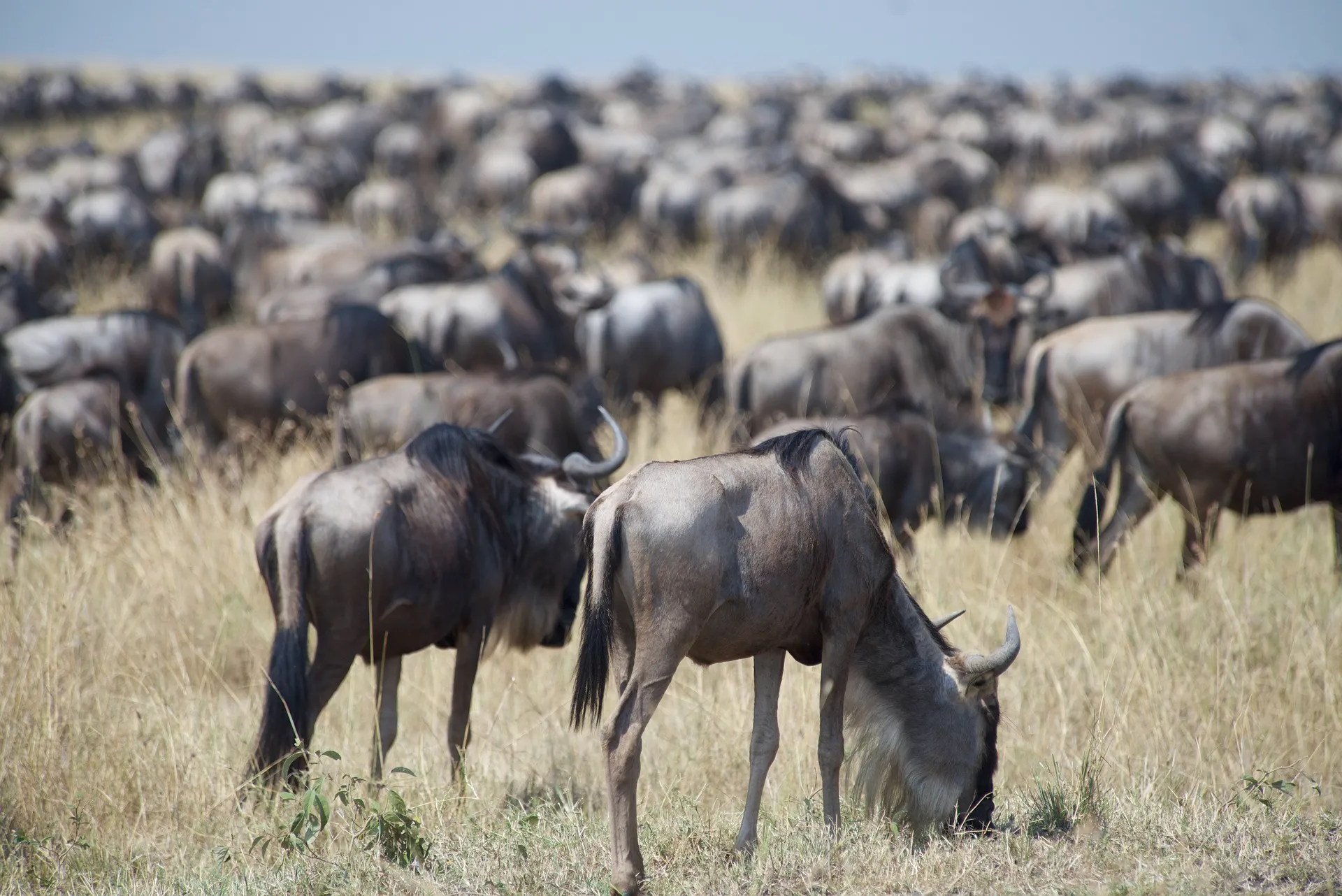 A herd of wildebeest grazing