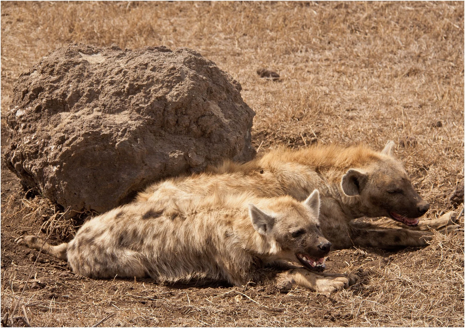 Baby hyena resting near den