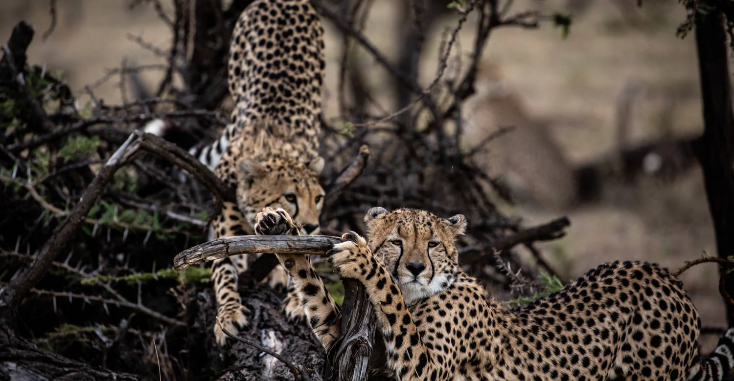 Cheetahs resting on a bush