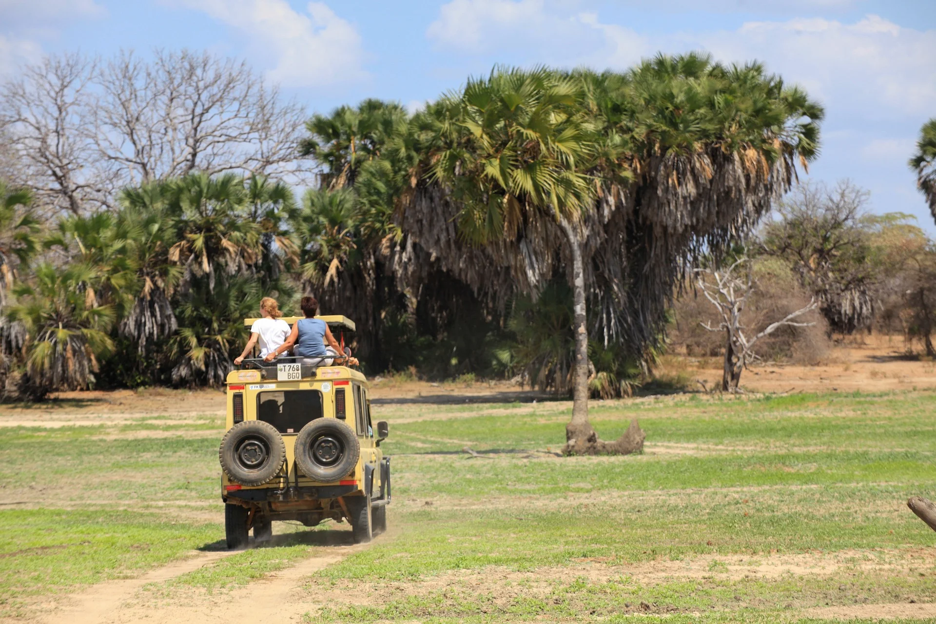 Enjoy game drives during a safari