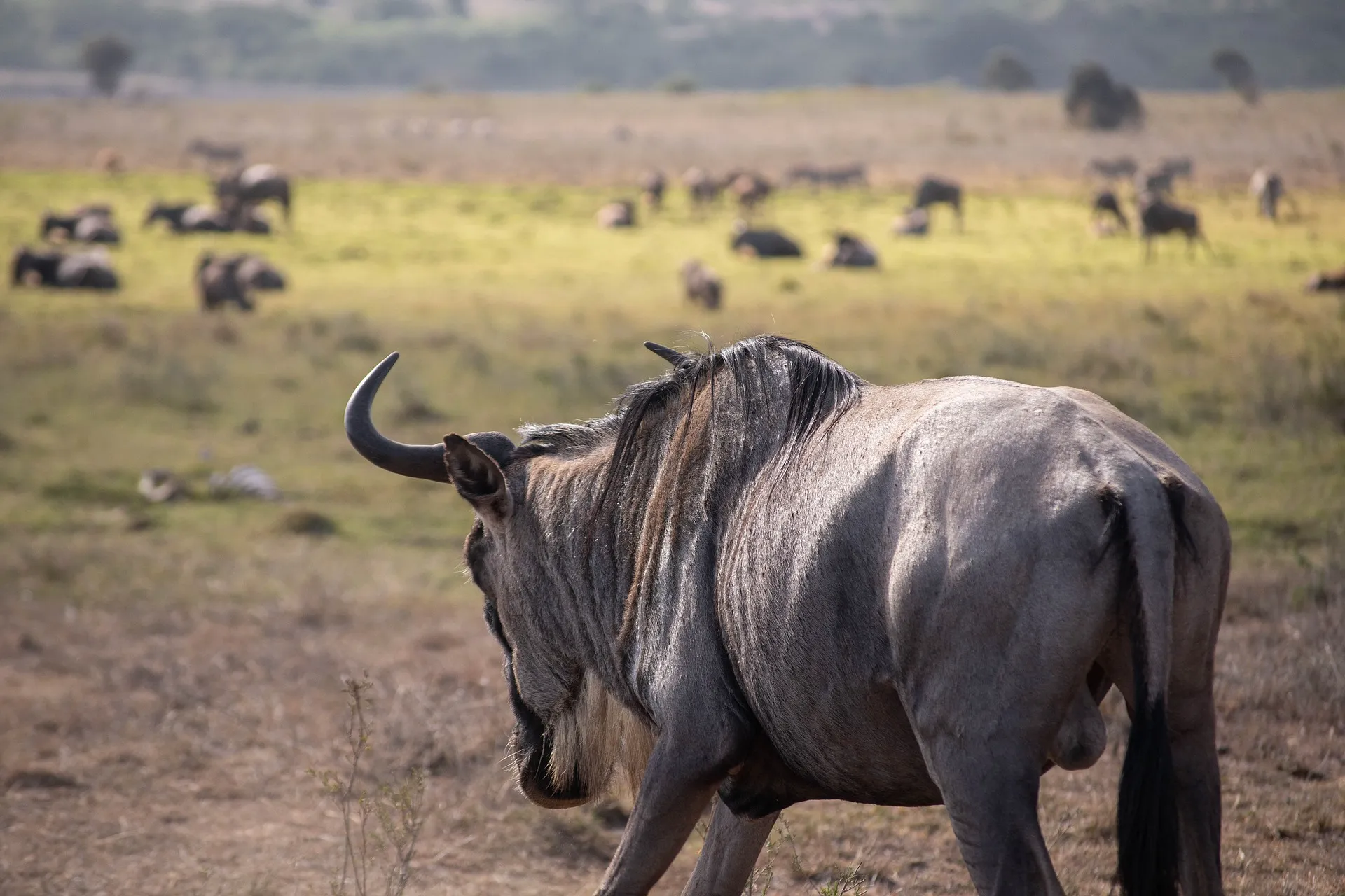 Wildebeest migration in Serengeti