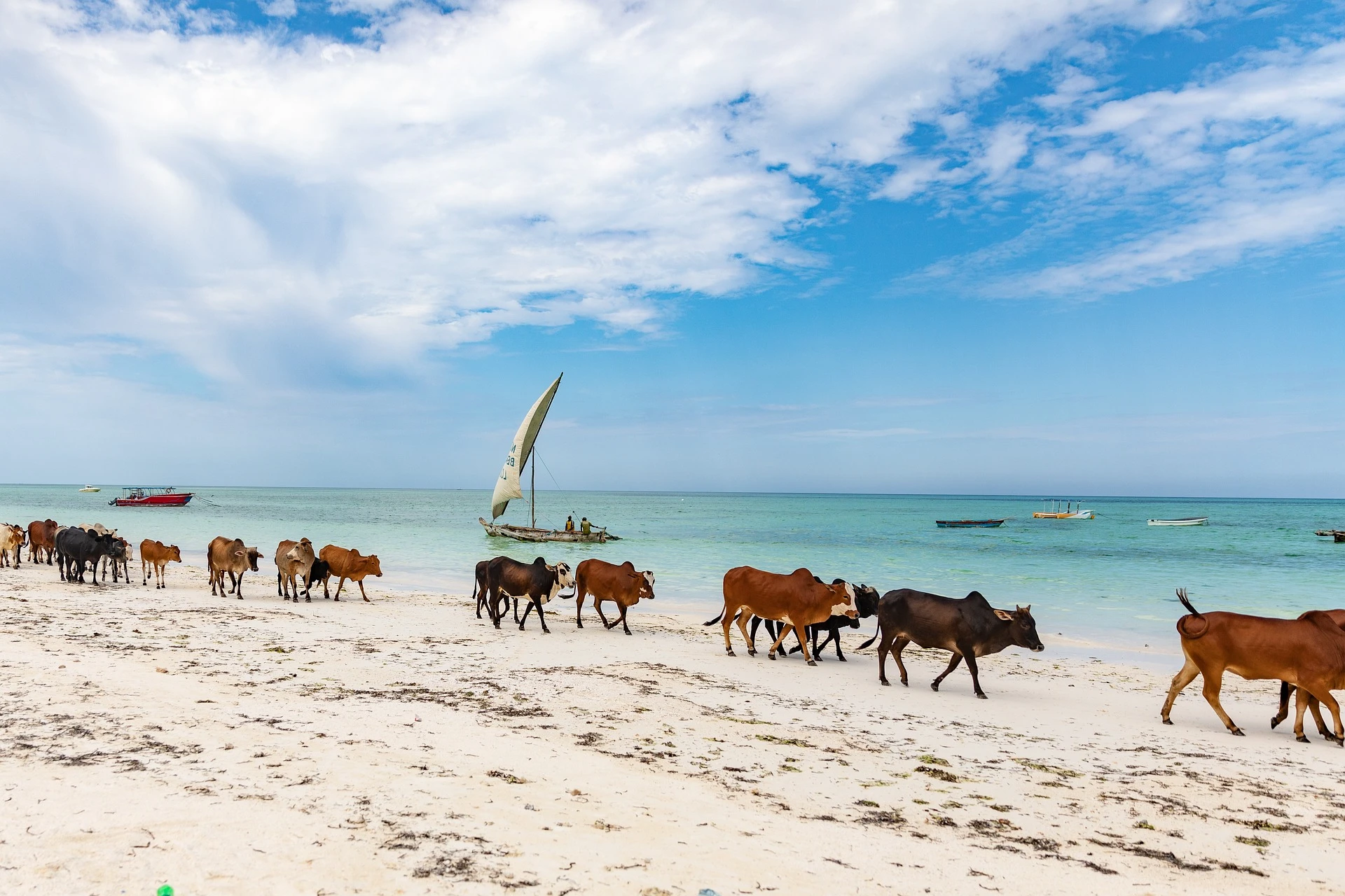 Wildlife at the beach