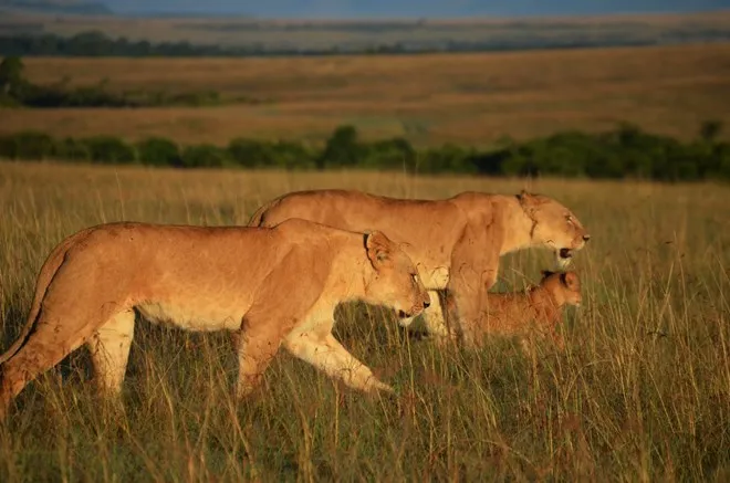 Lion walking at Masai Mara